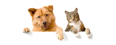 Brosse spéciale poils de chiens et poils de chats universelle Ø 30-37mm  pour tous aspirateur - FRANCE ASPIRATION